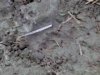 Badger track.jpg