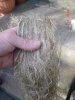 flax fibres.jpg