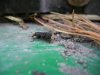 Crampball weevil - small.JPG
