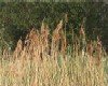 Reed seed heads.jpg
