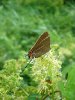 White-letter hairstreak - small.jpg