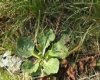greater plantain.jpg