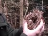Buffed clematis.jpg