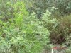 DSC00378.JPG