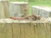 DSC01771.JPG