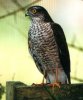 sparrowhawk_2.jpg