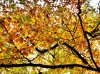 IMG_1349.jpg