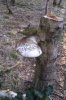 IMAG0425.jpg