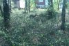 IMAG0437.jpg