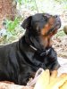tara the bushcraft dog 2.jpg