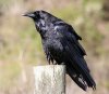 220px-Common_raven_by_David_Hofmann.jpg