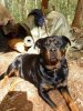 tara the bushcraft dog1.jpg