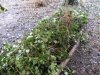 2 Ivy insulation.jpg
