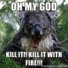 wet-koala-bear-meme-800.jpg