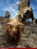 Bovine-Gas-Killed-the-Dinosaurs--35741.jpg