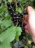 Currants.jpg