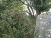 Bottor Rock Farm 2013 006.jpg