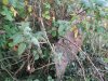 Bottor Rock Farm 2013 012.jpg