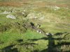 Sunday Moor Walk 6.10.13 016.jpg