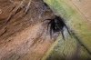 2013-10-08, Spiders 005.jpg