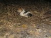 Nutmegs 1st Birthday 039.jpg