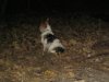 Nutmegs 1st Birthday 040.jpg