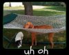dog-stuck-in-hammock.jpg