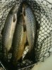 Sea trout for the pot.jpg