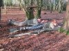 Shooting Woods Jan 2014 011.jpg