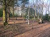 Shooting Woods Jan 2014 017.jpg