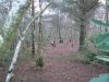 Shooting Woods Jan 2014 018.jpg