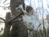 Shooting Woods Jan 2014 019.jpg