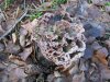 Shooting Woods Jan 2014 020.jpg