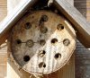 Bee Hatch 1.jpg