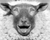 worried-sheep.jpg