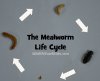 Mealworm-life-cycle.jpg