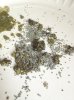 silkworm6.jpg