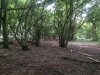 Bushcraft 27th Sept 009.jpg