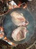 Bushcraft 27th Sept 042.jpg