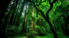 tumblr_static_nature-landscapes_hdwallpaper_green-forest_10654.jpg