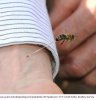 honeybee-death-final-sting-resizecrop--(1).jpg