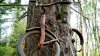 ht_bike_tree_tk_130102_wblog.jpg