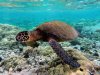 1600px-Green_turtle_swimming_over_coral_reefs_in_Kona.jpg