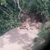 Fox-01173.jpg