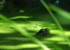 new frog.jpg
