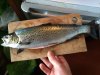 Typical sea trout .jpg