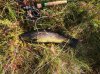 My weeist trout from this loch.jpg