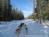 Dog-Sledding-in-Alaska-13.jpg