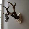 original_vintage-roe-deer-antler-jewellery-hanger.jpg