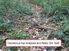 Tree top fall.jpg